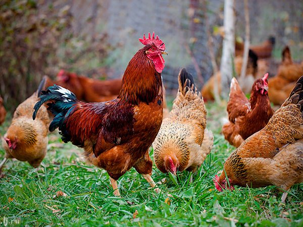 Породы куриц | ЗооТом - продажа, вязка и услуги для животных в Дмитриев-Льговском
