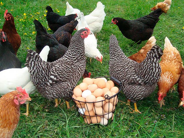 Содержание кур и уход за ними | ЗооТом - продажа, вязка и услуги для животных в Дмитриев-Льговском Содержание кур и уход за ними | ЗооТом - продажа, вязка и услуги для животных в Дмитриев-Льговском