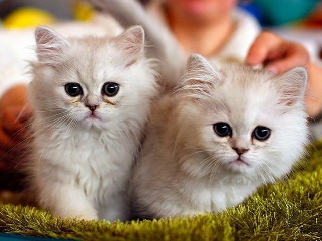 Породы кошек в Дмитриев-Льговском | ЗооТом портал о животных