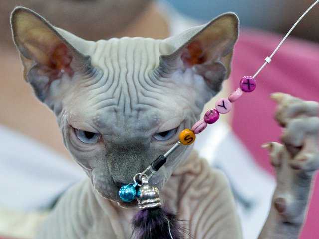 Выставки кошек в Дмитриев-Льговском | ЗооТом портал о животных
