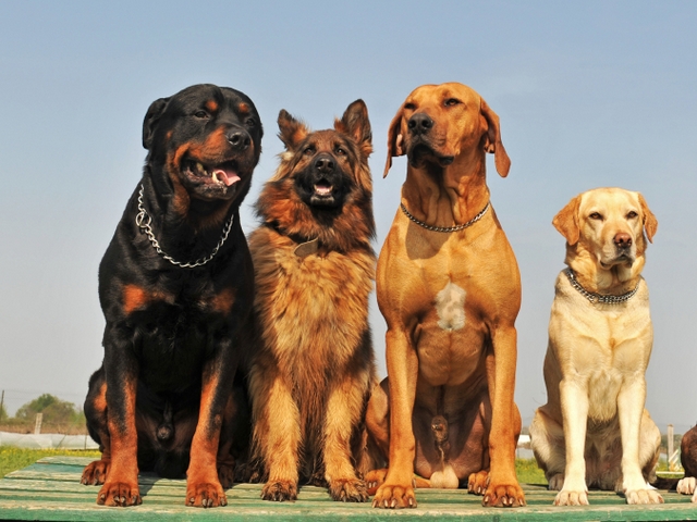 Крупные породы собак в Дмитриев-Льговском | ЗооТом портал о животных